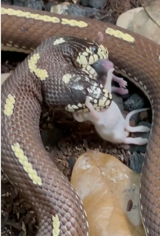 شاهد ثعبان برأسين يأكل الفئران بضربة واحدة